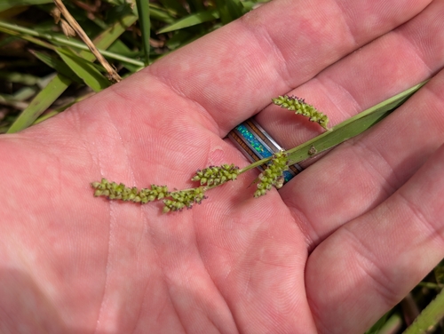 Echinochloa colonum observed 2026-05-03