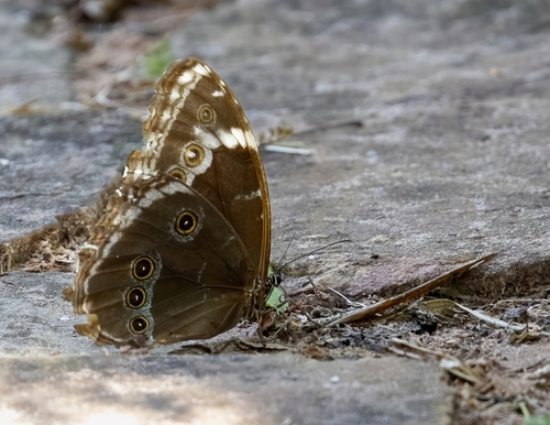 Common Morpho