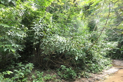 Dimerocostus argenteus