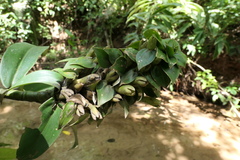 Dimerocostus argenteus