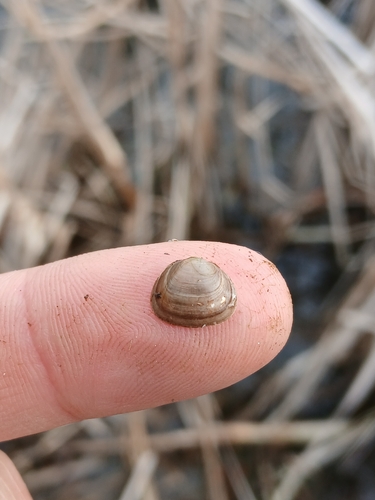 Sphaerium rhomboideum observed 2026-05-02