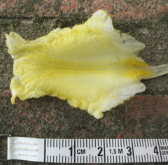 Dimerocostus argenteus