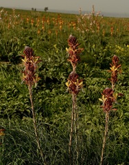 Asphodeline lutea