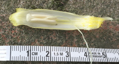 Dimerocostus argenteus