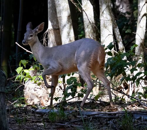 Southern Brown Brocket