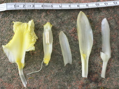 Dimerocostus argenteus