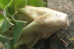 Dimerocostus argenteus