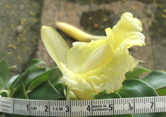 Dimerocostus argenteus