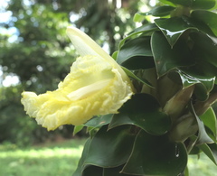 Dimerocostus argenteus