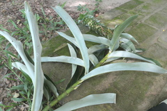 Dimerocostus argenteus