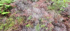Gleichenia dicarpa
