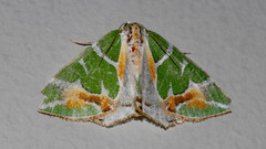 Chlorodes boisduvalaria