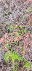 Gleichenia dicarpa