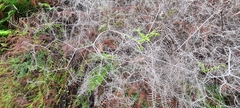 Gleichenia dicarpa