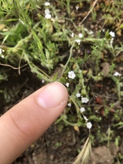 Plagiobothrys canescens