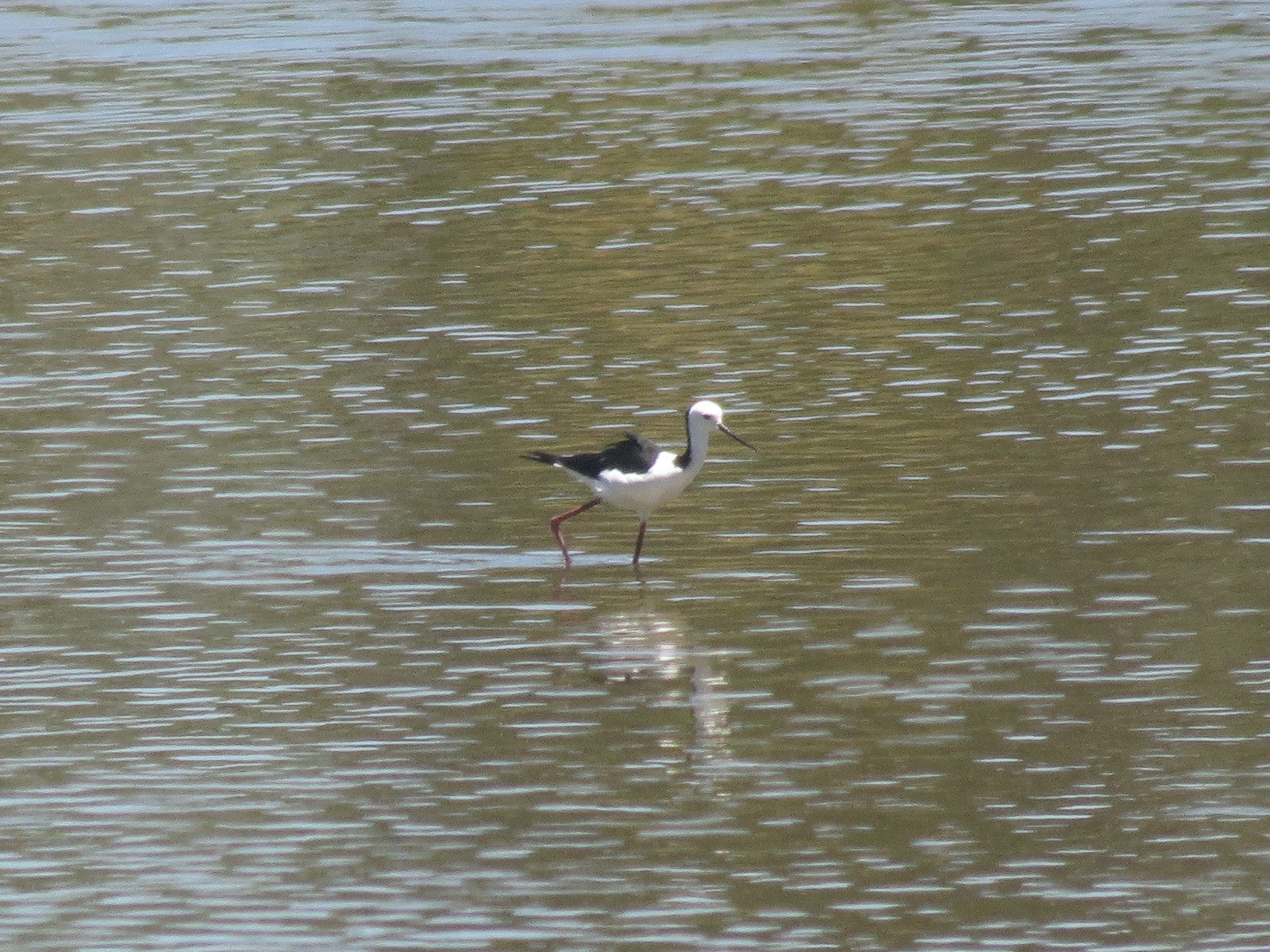 Pied Stilt