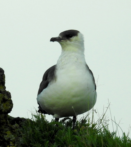 Págalo parásito (Stercorarius parasiticus)
