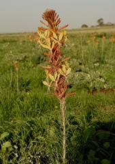 Asphodeline lutea