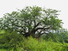 Adansonia digitata