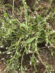 Plagiobothrys canescens