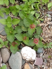 Acalypha multicaulis