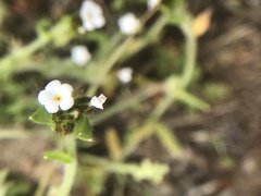 Plagiobothrys canescens