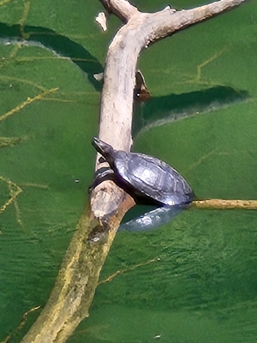 Red-eared Slider
