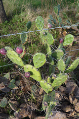 Opuntia rioplatense