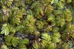Salvinia biloba