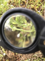 Plagiobothrys canescens