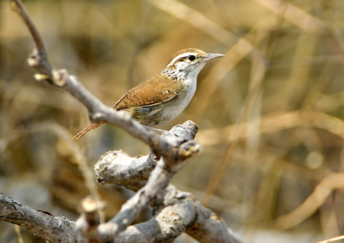 Sinaloa Wren (Thryophilus sinaloa), photo 5