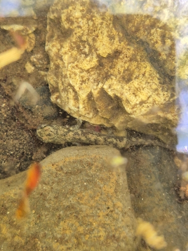Korean Clawed Salamander