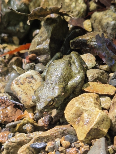 Water Toad