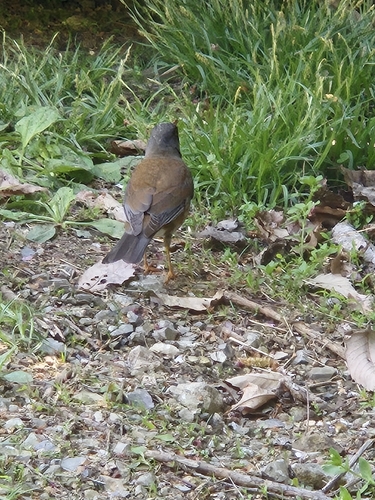 Pale Thrush