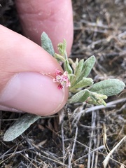 Eriogonum gracillimum