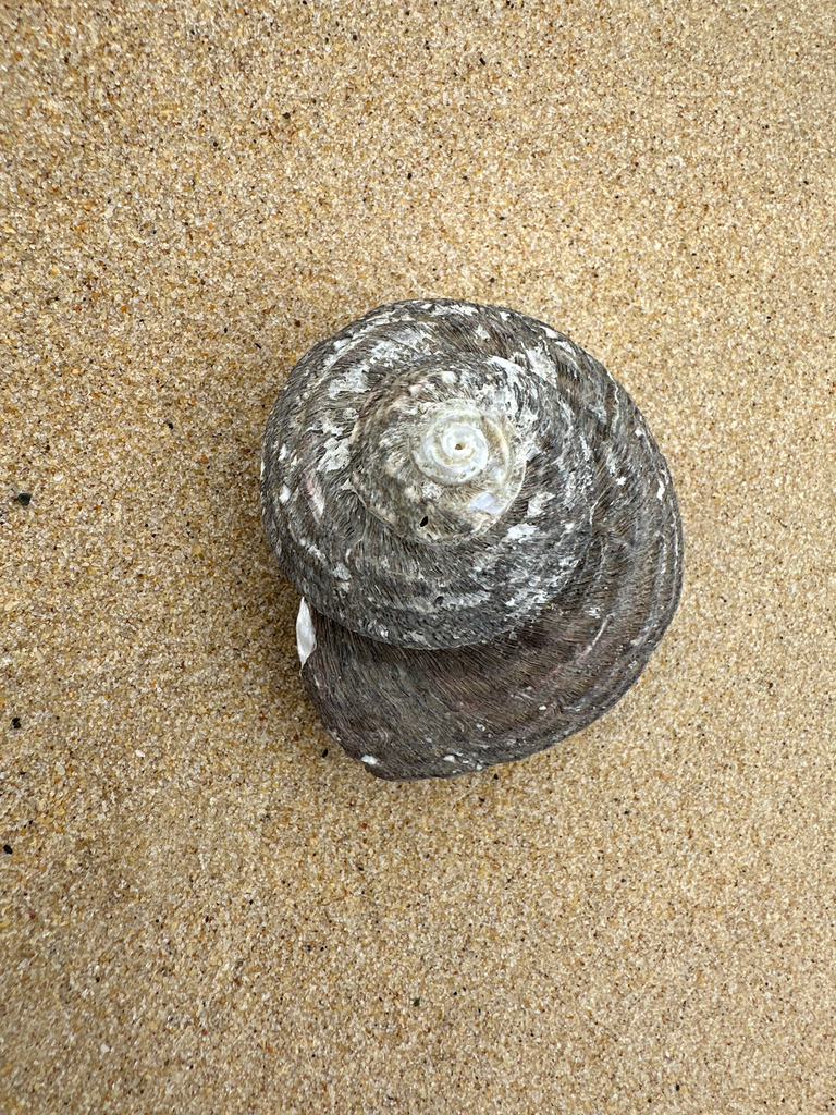 Rough turban shell from Red Head, NSW, AU on May 4, 2026 at 12:13 PM by ...