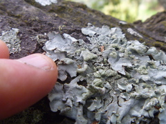 Austroparmelina labrosa