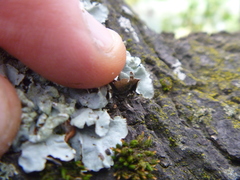 Austroparmelina labrosa