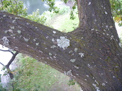 Austroparmelina labrosa