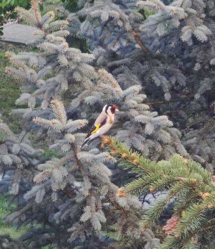 European Goldfinch