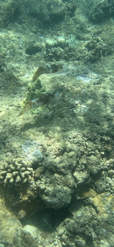 Sepioteuthis lessoniana observed 2026-05-03
