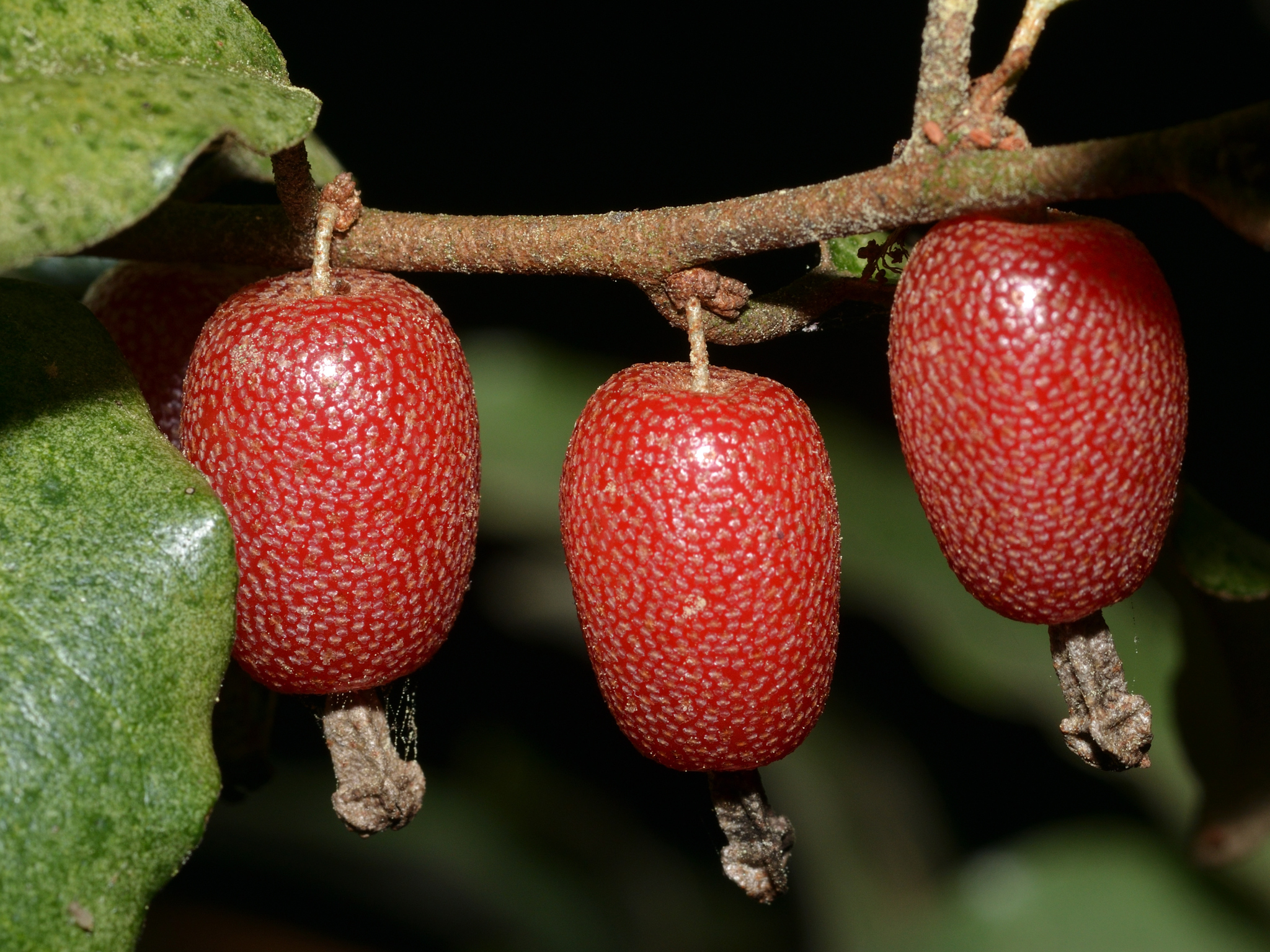 グミ属 (属 Elaeagnus) · iNaturalist
