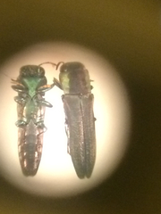 Agrilaxia flavimana