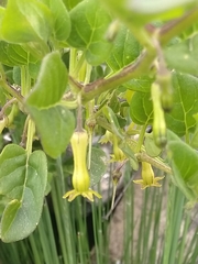 Salpichroa tristis