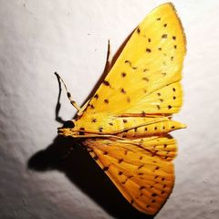 Conogethes punctiferalis