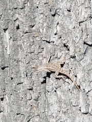 Sceloporus occidentalis