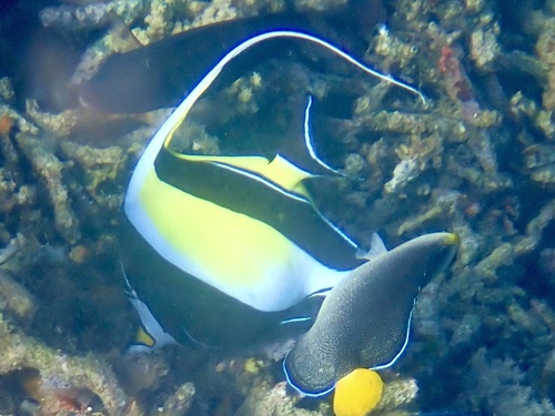 Zanclus cornutus