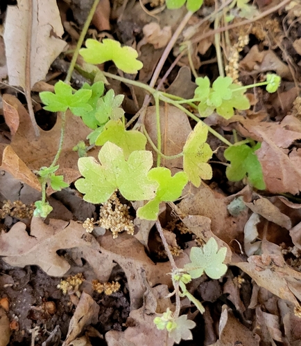 iNaturalist observation photo of hoary bowlesia