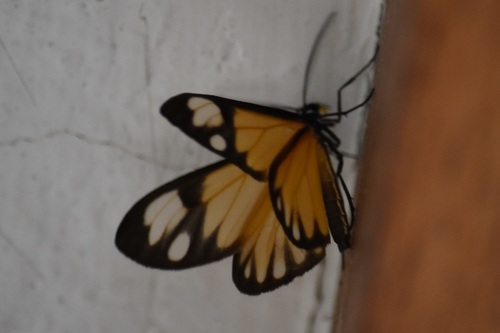 Hyalostenele lutescens