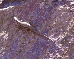 Liolaemus nigroviridis